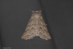 Declana niveata