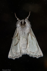 Declana niveata