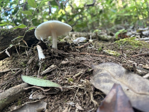 Amanita marmorata, 2026-02-20