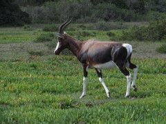 Damaliscus pygargus pygargus