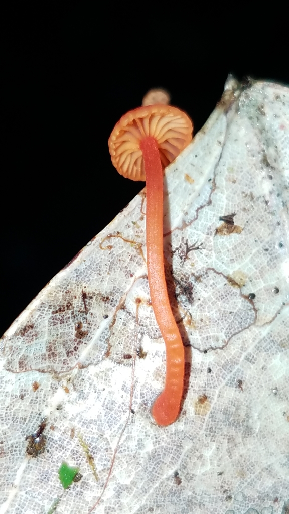 Mycena ixoxantha