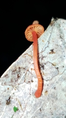 Mycena ixoxantha