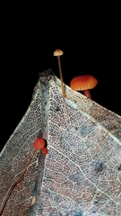 Mycena ixoxantha