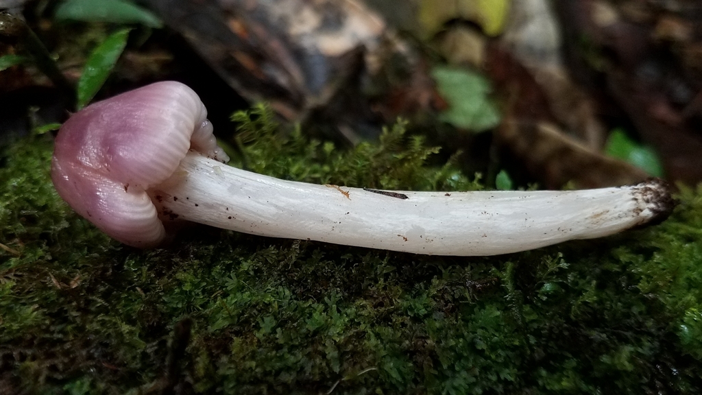 Porpolomopsis