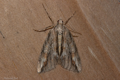 Pseudocoremia lupinata