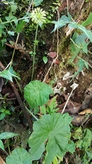 Hydrocotyle bonplandii