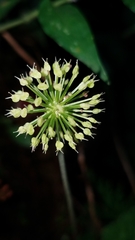 Hydrocotyle bonplandii