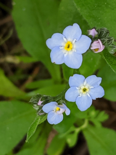 broadleaf forget-me-not (Myosotis latifolia) · iNaturalist