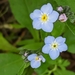Broadleaf Forget-Me-Not - Photo (c) mary-nguyen, some rights reserved (CC BY-NC), uploaded by mary-nguyen