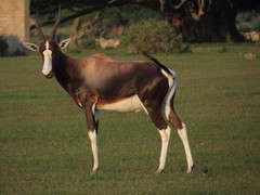 Damaliscus pygargus pygargus