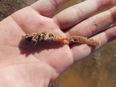 Diopatra dentata