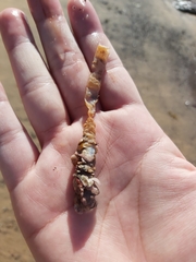 Diopatra dentata