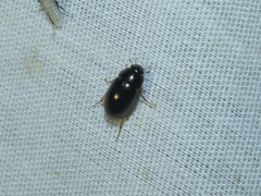Hydrobius