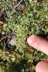 Nemophila pedunculata