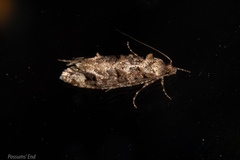 Lysiphragma epixyla