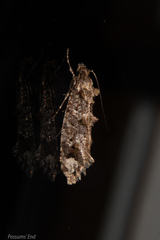 Lysiphragma epixyla