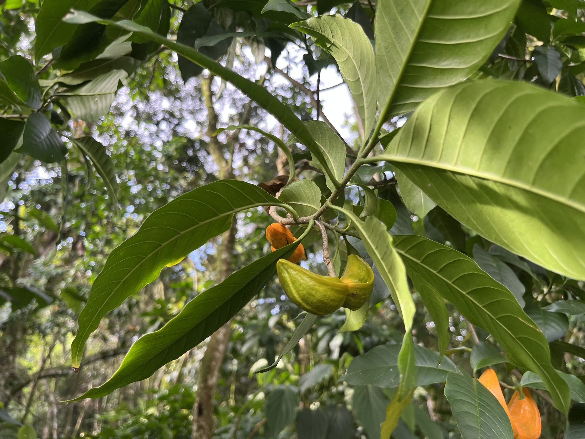 Imagem de Tabernaemontana litoralis