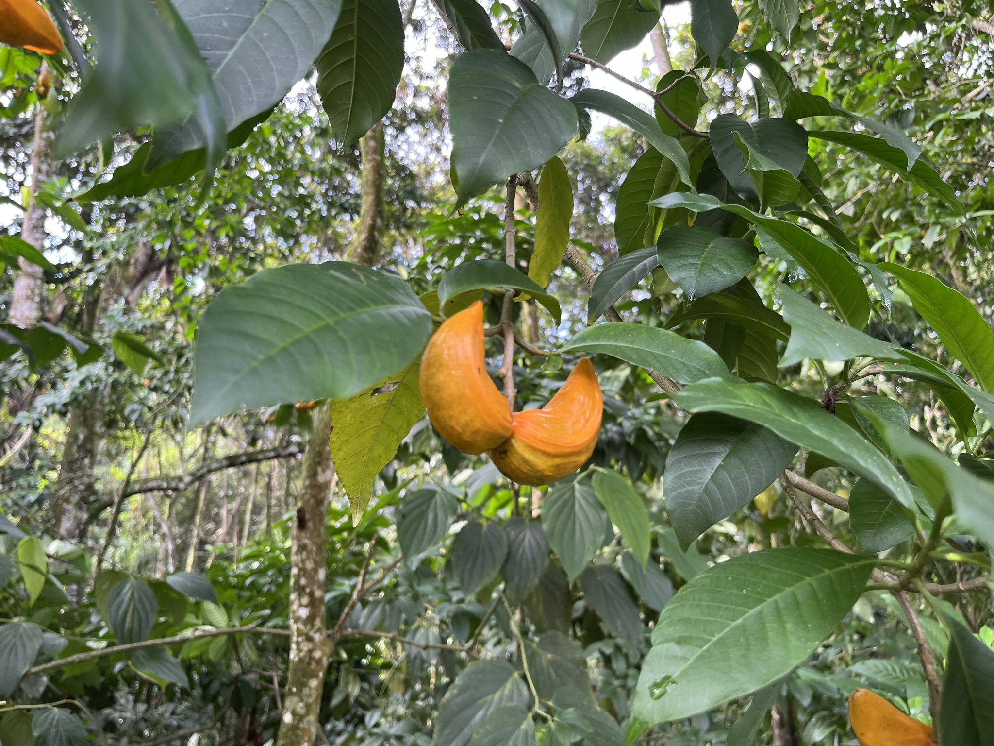 Imagem de Tabernaemontana litoralis