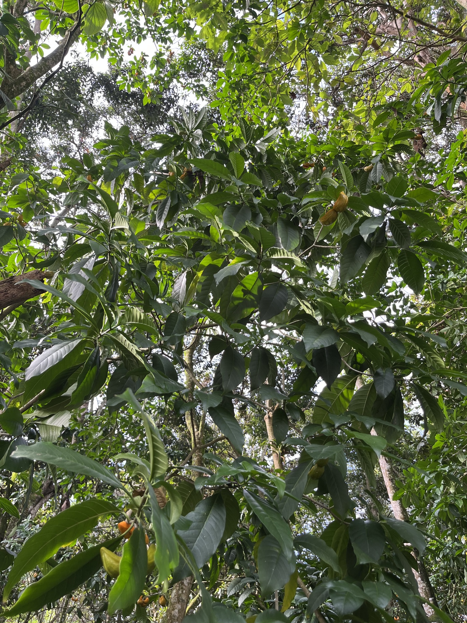 Imagem de Tabernaemontana litoralis
