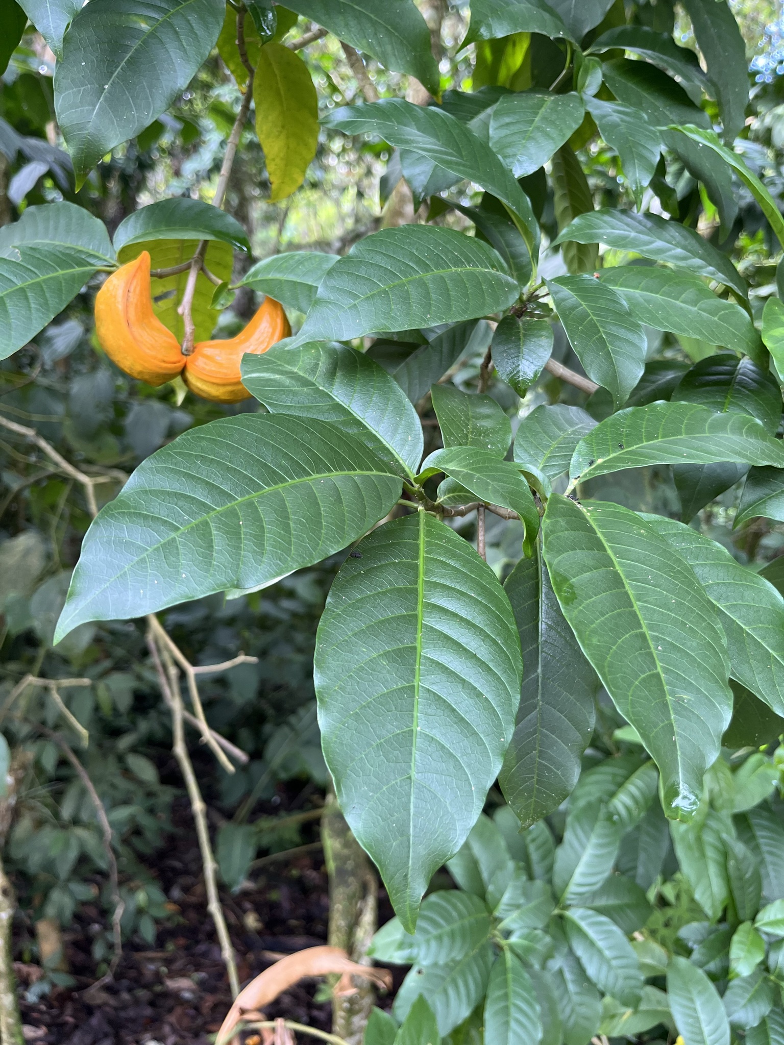 Imagem de Tabernaemontana litoralis