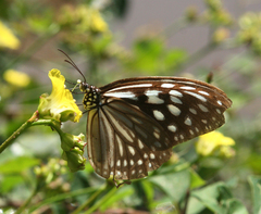 Ideopsis