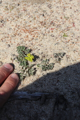 Lomatium parvifolium