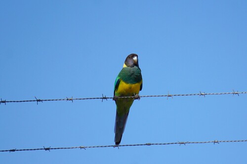 Australian Ringneck