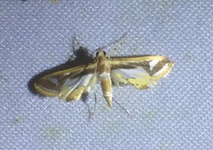 Eoophyla trichoceralis