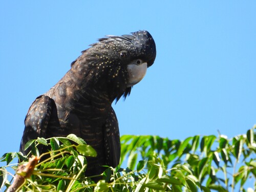 Western Red-tailed Black Cockatoo