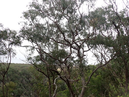 Eucalyptus banksii, 2026-02-13