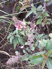 Lindenbergia philippensis