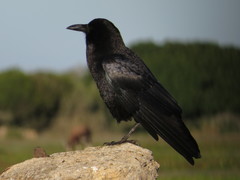 Corvus capensis