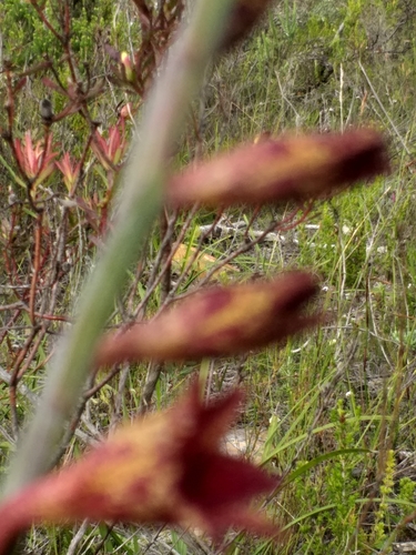 Image of Gladiolus emiliae by (c) kevin koen, some rights reserved (CC BY-SA)
