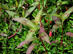 Persicaria barbata