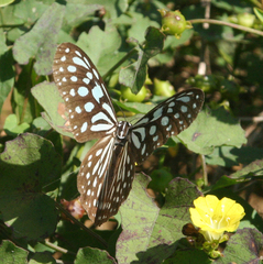 Merremia hederacea