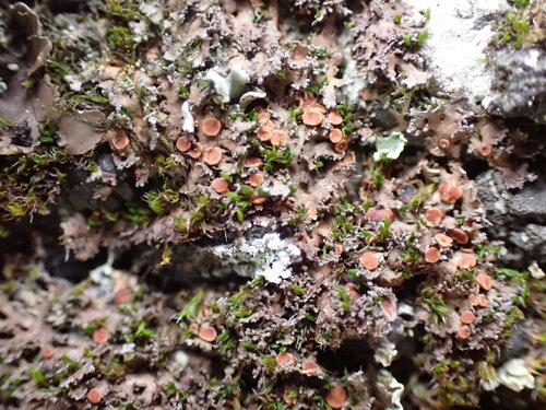 Massalongia carnosa observed 2026-02-20