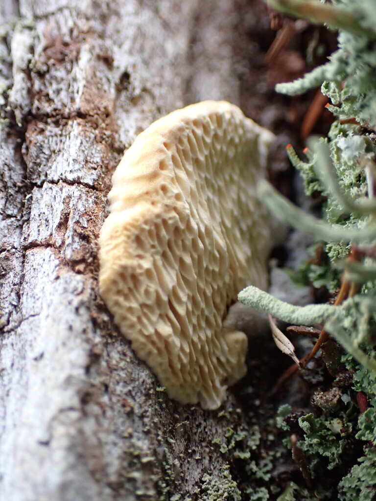 Fomitopsis madronae · February 2026 · photo: © rambryum (iNaturalist, cc0)