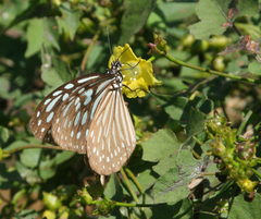 Merremia hederacea