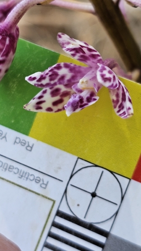 Bell-flower Hyacinth Orchid (Dipodium campanulatum)