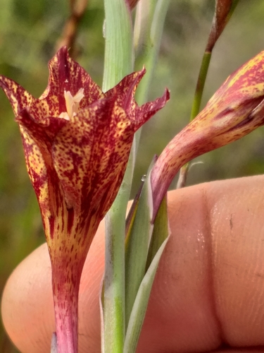 Image of Gladiolus emiliae by (c) kevin koen, some rights reserved (CC BY-SA)