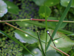 Agriocnemis femina oryzae