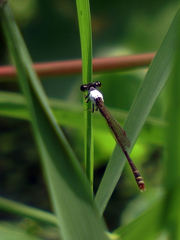 Agriocnemis femina oryzae