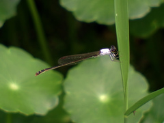 Agriocnemis femina oryzae