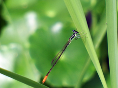 Agriocnemis femina oryzae