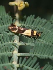 Macrobathra chrysotoxa