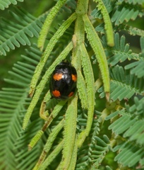 Peltoschema tetraspilotum