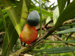 Podocarpus nakaii