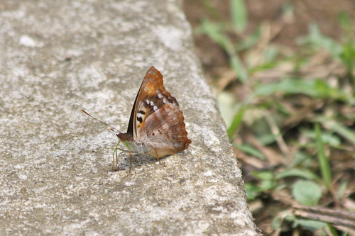 Butterflies of Ecuador