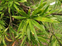 Podocarpus nakaii