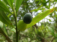 Podocarpus nakaii